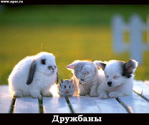 Коты, кошки, котята