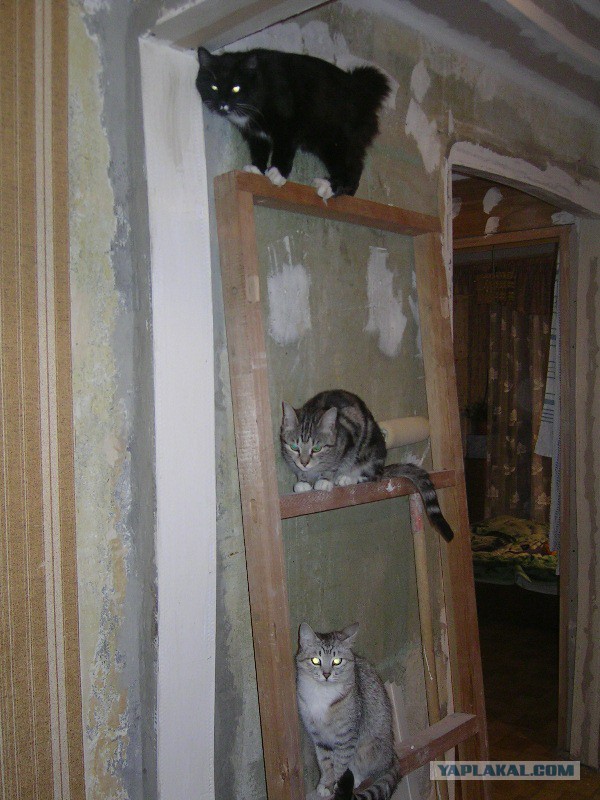Котовторник