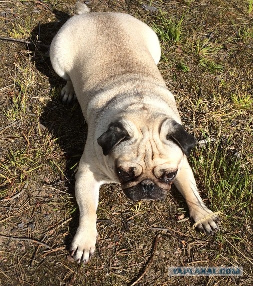 Собакочетверг же, ау!