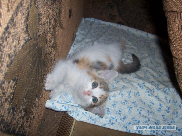 Котовторник 15.12.2015