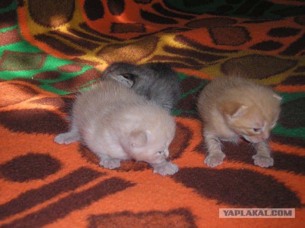 Пост невероятной кошачьей красоты. 25 фот.