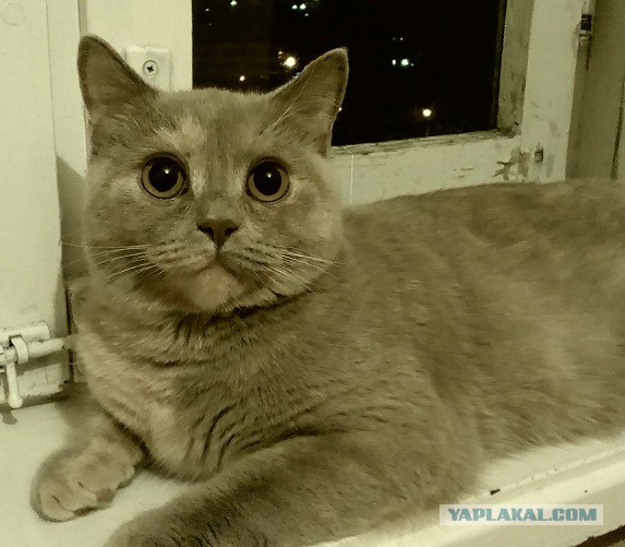 Скотинки - Животинки