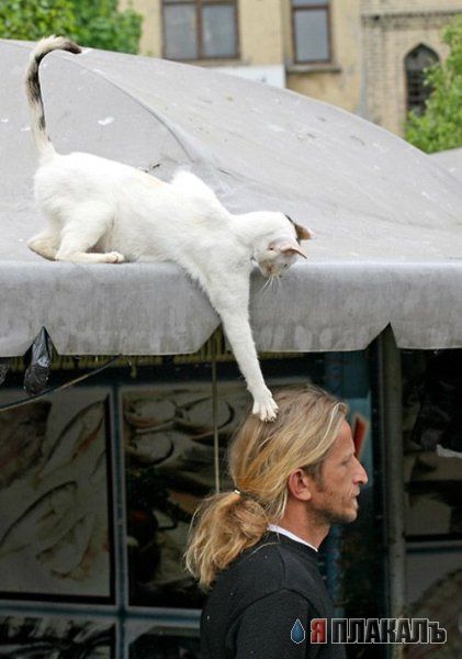 Коты, кошки, котята