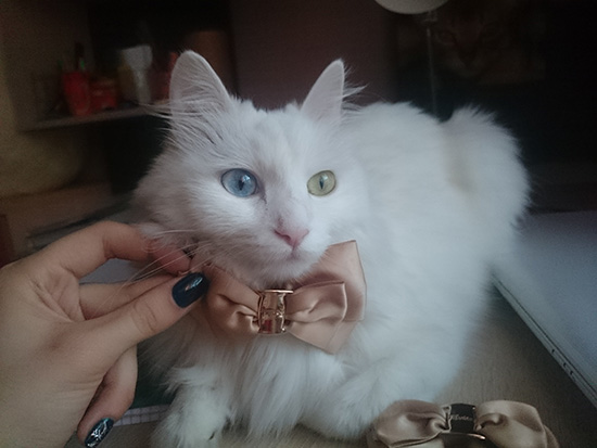 Котовторник  01.03.2016