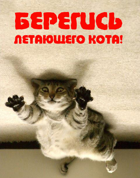 Вторничный котомёт!
