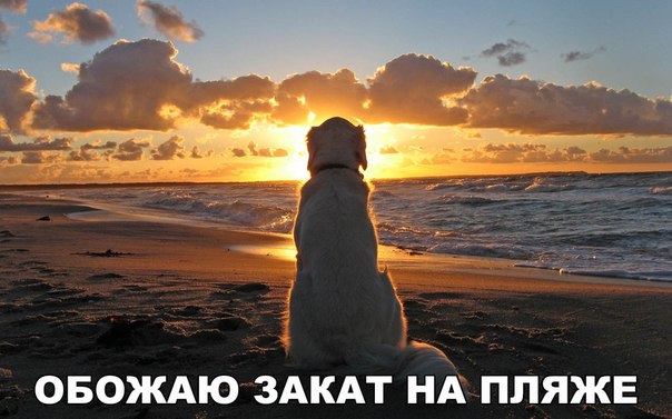 Мохнатые беспредельщики