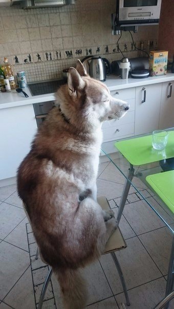 Прикольные животные
