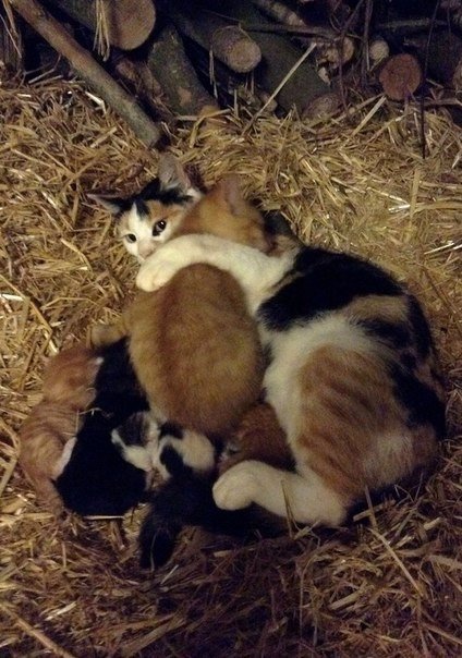 Коты из сети