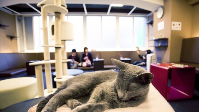 Коты из сети