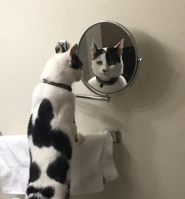Коты из сети