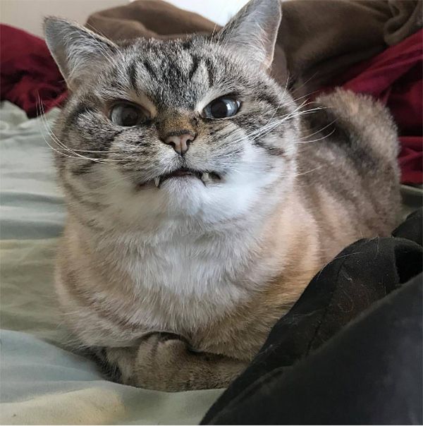 Коты из сети