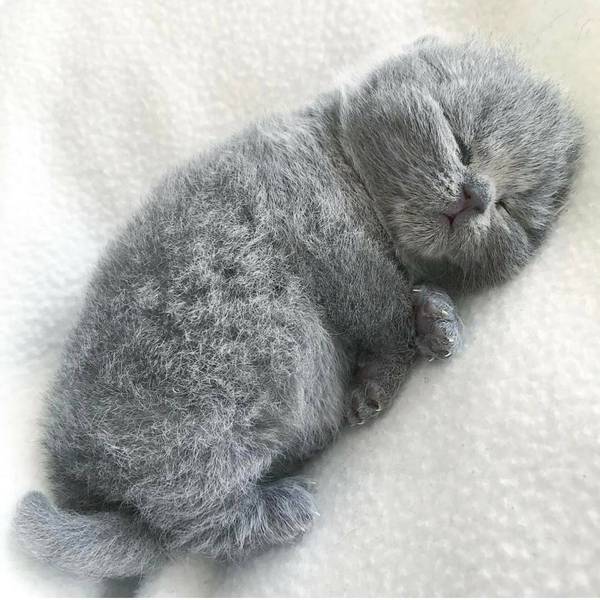 Коты и Кошки