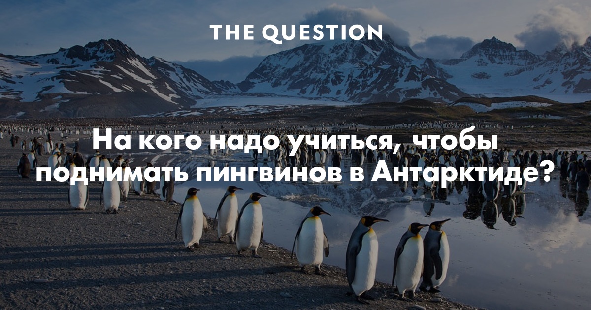 Поднимать пингвинов в антарктиде вакансии. Поднимать пингвинов в Антарктиде. Поднимать пингвинов в Антарктиде зарплата. Пингвин прикол про работу. Переворачиватель пингвинов зарплата.