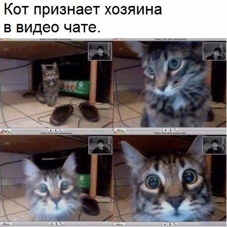 Коты и Кошки