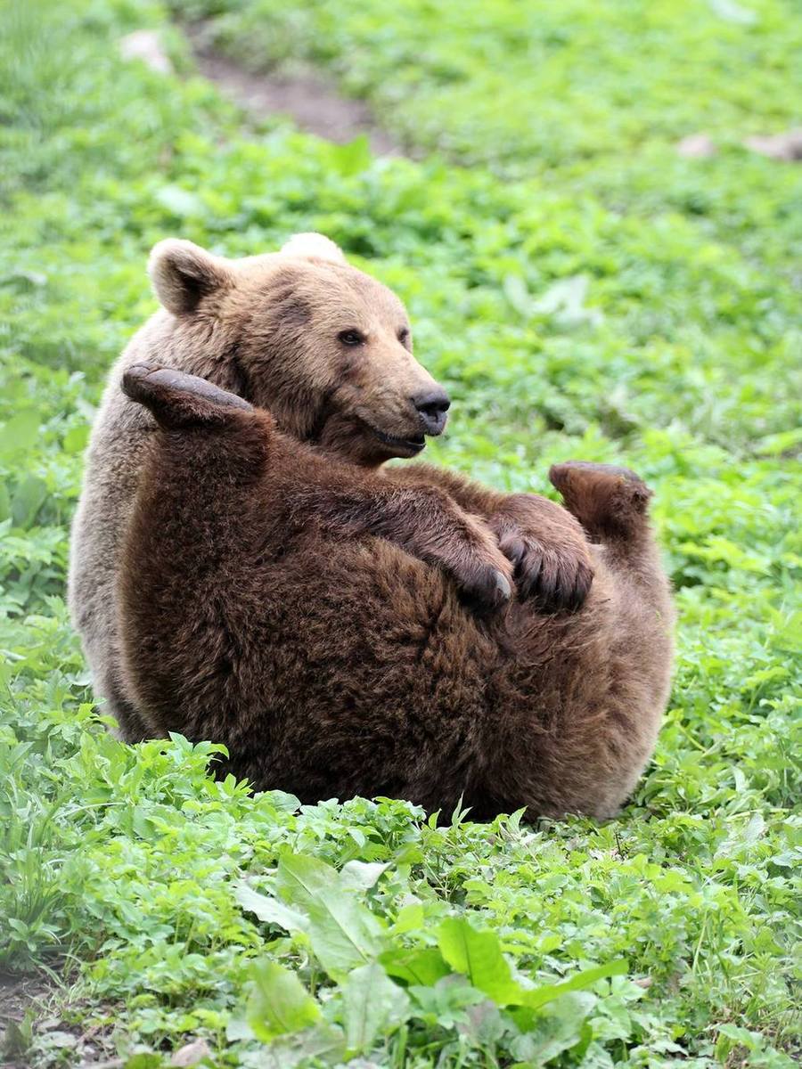 Медвежья жопа