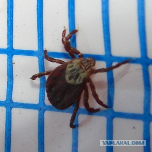 Жопа... клещ...