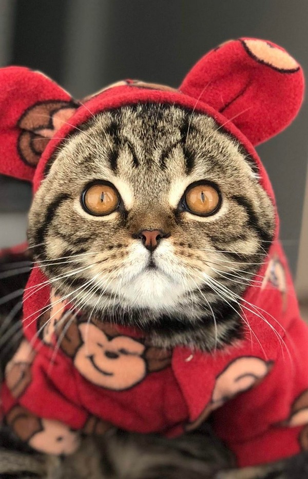 Прикольных котов пост