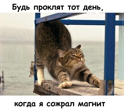 Lolcats - котовторник 33 лолокота!