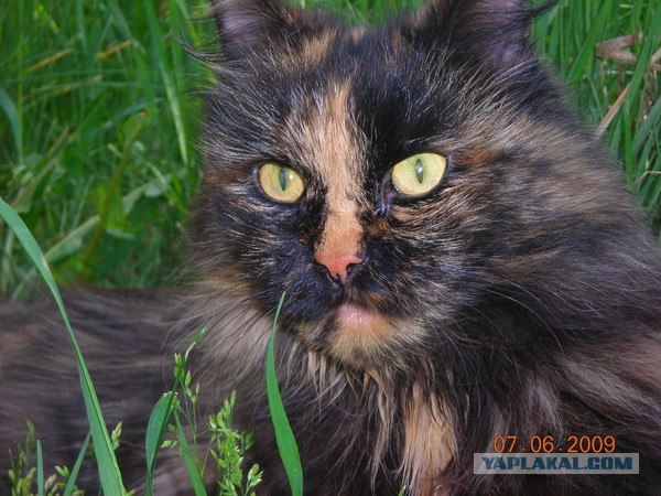 Котовторник