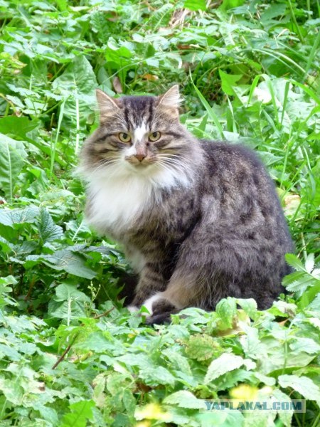 Котовторник ( 23.10. 2012. )
