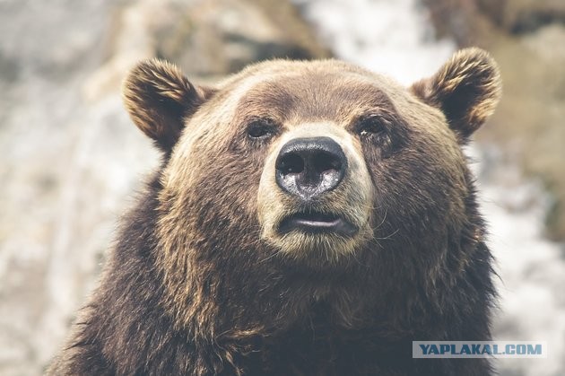 В России в медвежьей берлоге был найден живым мужчина