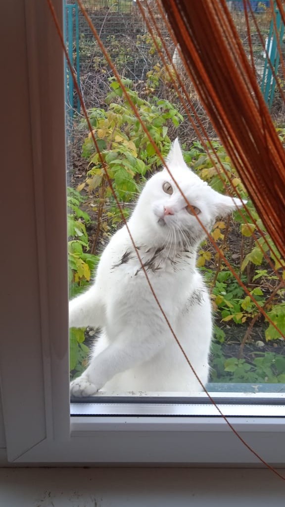 А что это мы котовторник не начинаем? Время пришло!
