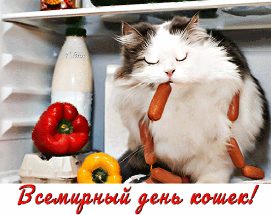 Поздравление С Днем Кошек Картинки
