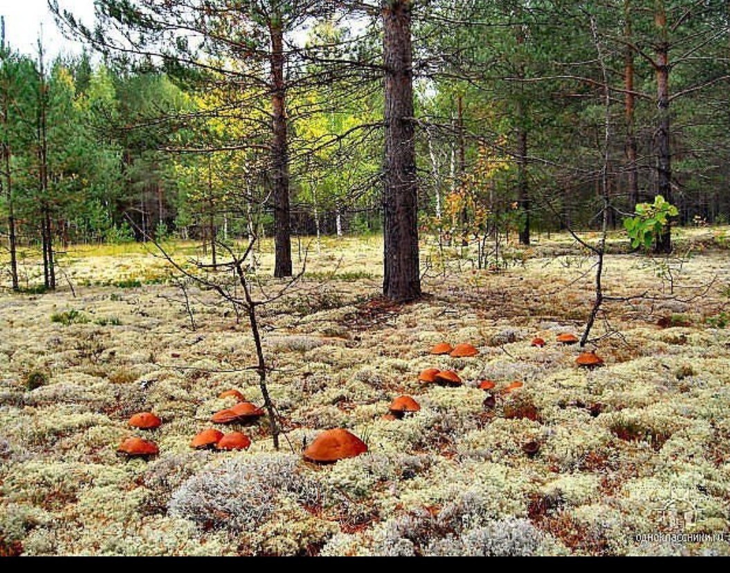 Грибы выше деревьев