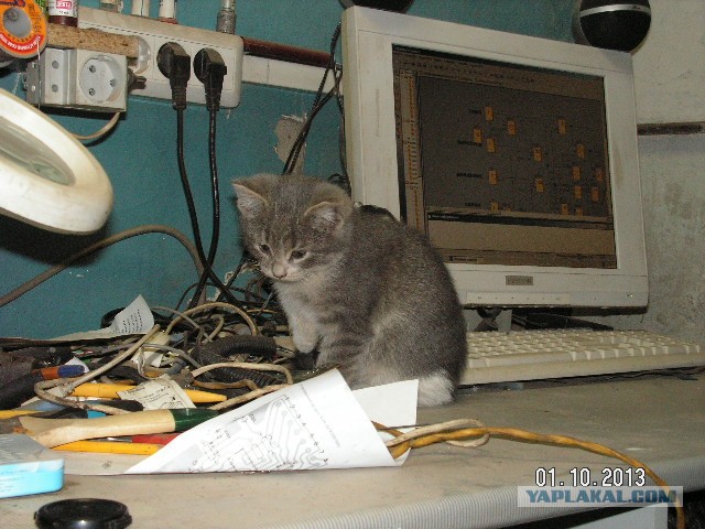 Коты-работяги