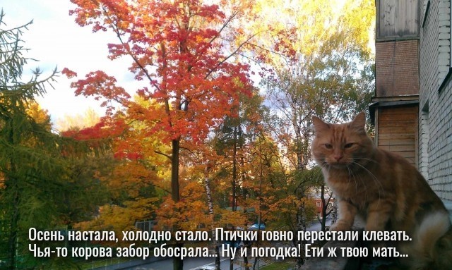Осенняя кошка
