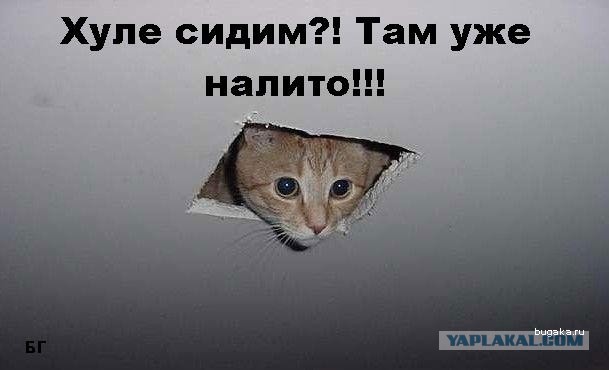 Ликбез по кошачьим породам.