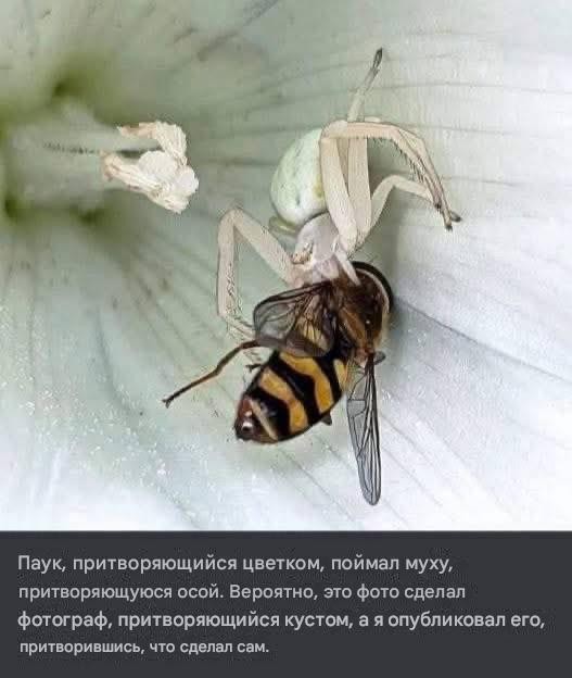 Осы: 5 пугающих видов. От маньяка-мясника до паразита в инжире