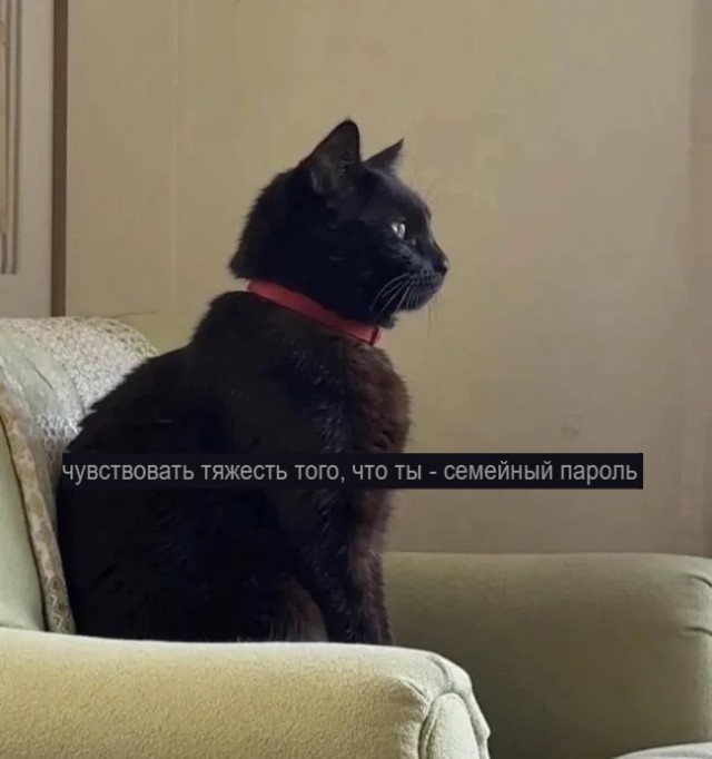 К котовторнику: подборка картинок-баянов с котиками и про котиков. Выпуск 44.