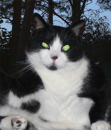 Невыразительные коты