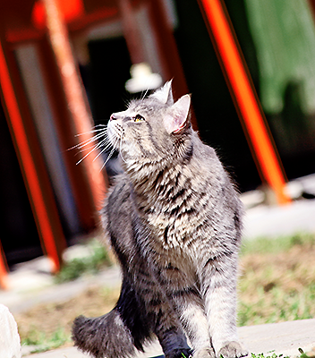 Котовторник  05.11.2013