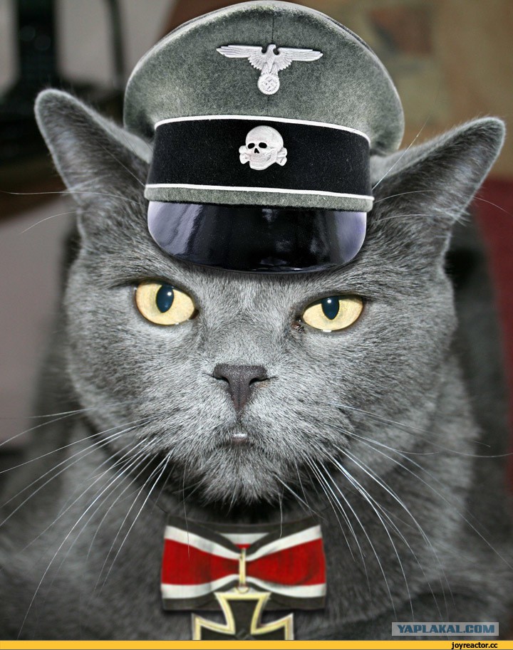Черт в военной форме. Кот в военной форме.
