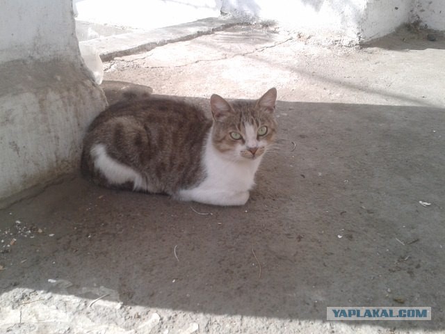 Котовторник  21.07.2015
