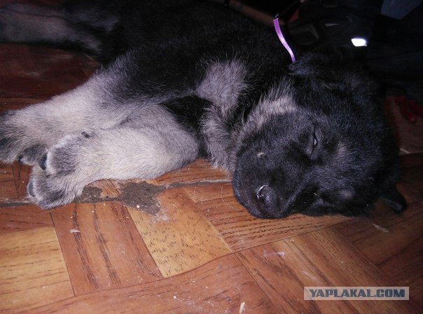 Измена кошатника