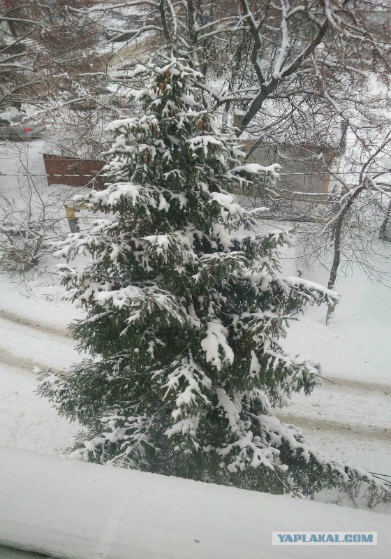 Пост про быдло.