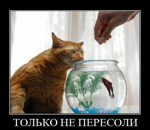 Мохнатые беспредельщики