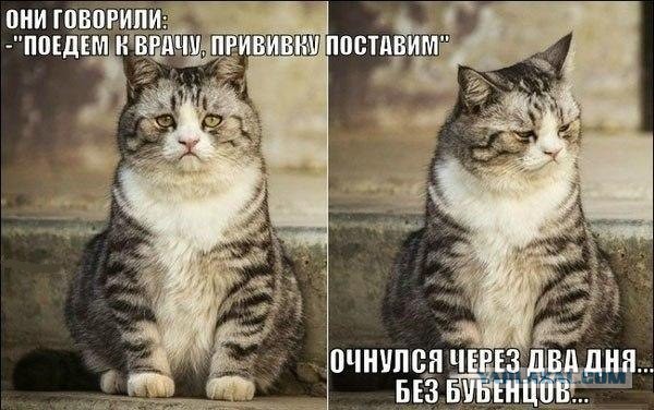 18 вещей, c которыми вы столкнетесь, когда заведете кошку