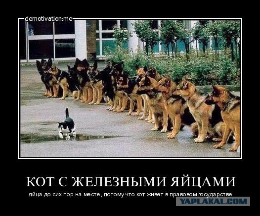 Лысый