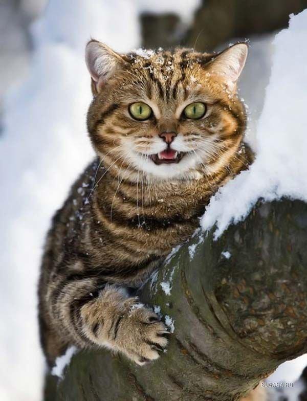 Коты и Кошки