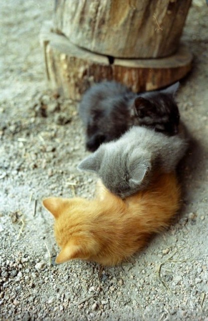 Коты и Кошки