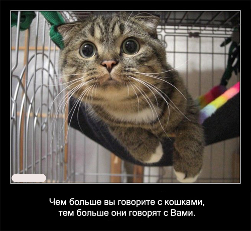 Интересные факты о кошках в картинках, 90 штук