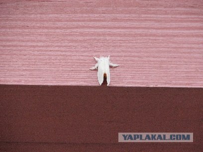 Фея в кадре