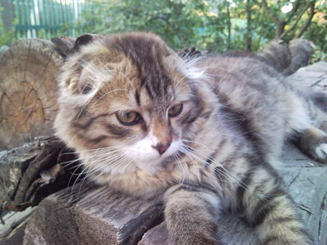 Первый котовторник августа