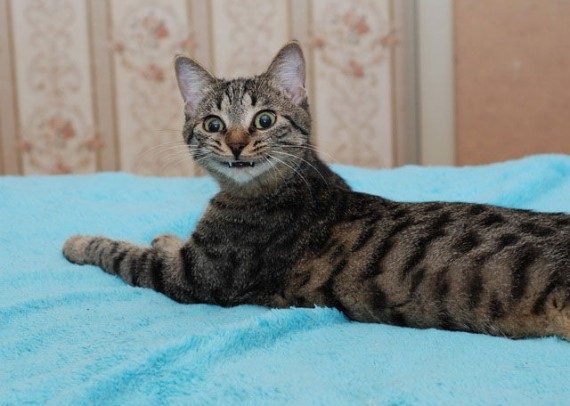 Прикольных котов пост