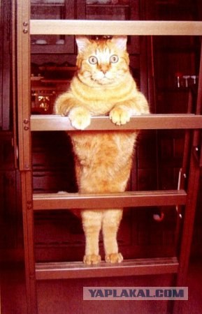 Котейкин вторник! Космический 12.04!