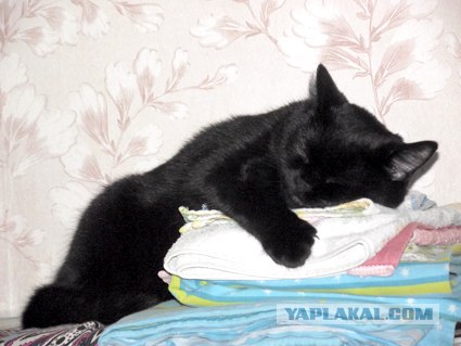 Котовторник с Кузей